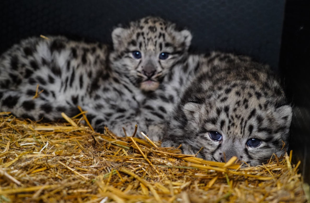 Spójrzcie na te słodkie oczka! Młode pantery śnieżne przyszły na świat w ZOO Wrocław