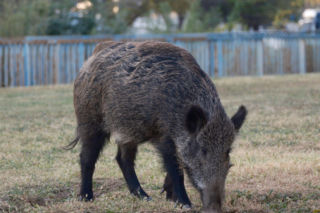Martwy dzik z ASF. Sprawa będzie badana jako akt bioterroryzmu? Decyzja w poniedziałek