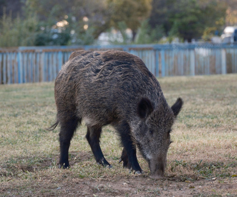Martwy dzik z ASF. Sprawa będzie badana jako akt bioterroryzmu? Decyzja w poniedziałek