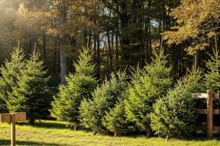 Ceny choinek 2025 w Lasach Państwowych. Gdzie kupisz drzewko już za 30 złotych?
