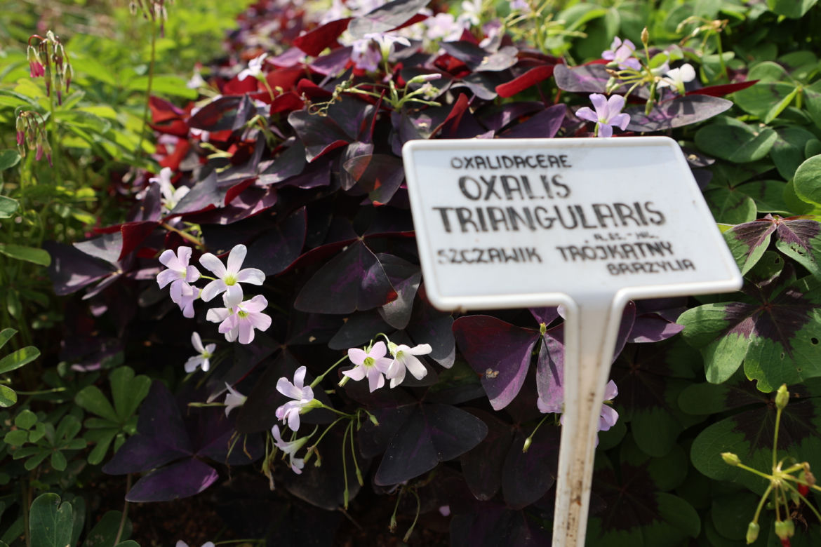 Kwitnący Ogród Botaniczny UMCS w Lublinie