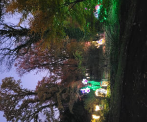 Otwarcie parku iluminacji w Poznaniu