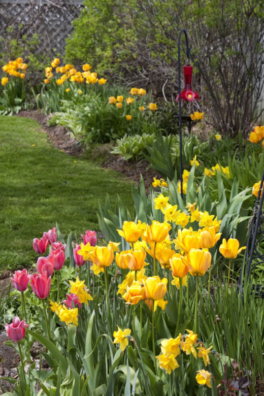 Tulipan
