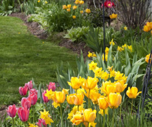 Tulipan