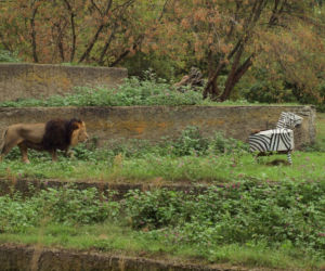 Rozrywka dla lwów z łódzkiego zoo