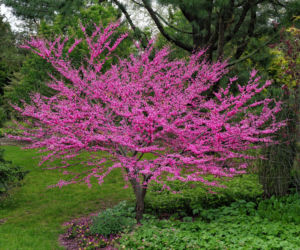 Judaszowiec - kwitnące piękno wiosny. Poznaj jego wymagania