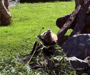 Pandy ZOO Berlin