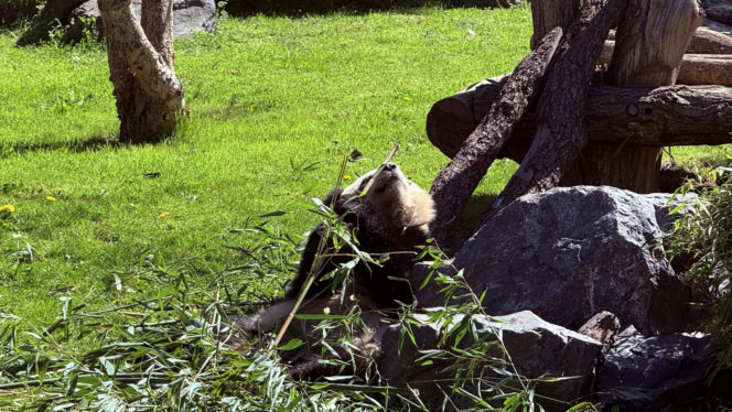 Pandy ZOO Berlin