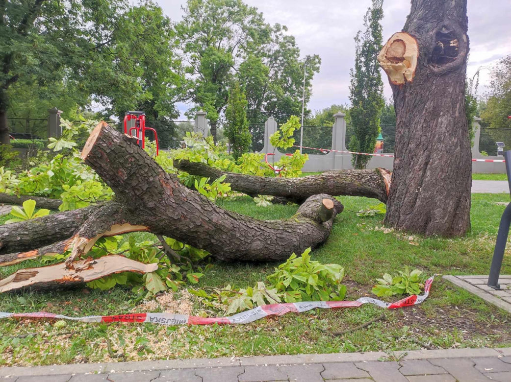 Tarnów. Dziewczynka uderzona przez zerwany konar. Koszmar na placu zabaw w Parku Strzeleckim