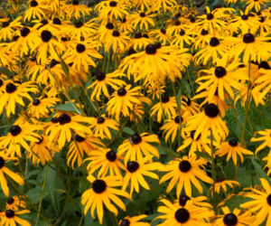 Rudbekia dwubarwna