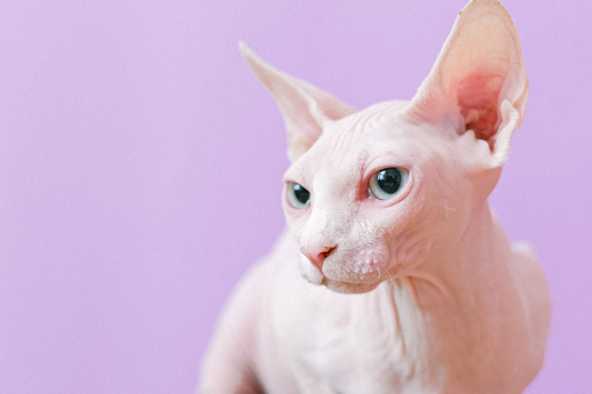 Peterbald