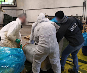 Gigantyczny przemyt z Ekwadoru. Kokainę ukryli w pulpie ananasowej 