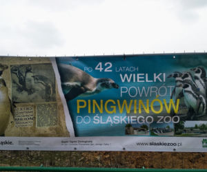 Chorzów: Po 42 latach do Śląskiego Ogrodu Zoologicznego wracają pingwiny! [ZDJĘCIA, AUDIO]