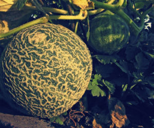 Melon