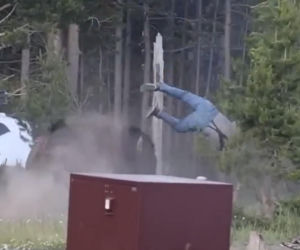 Atak bizona w Parku Narodowym Yellowstone