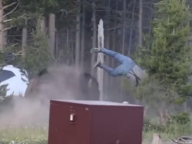Atak bizona w Parku Narodowym Yellowstone