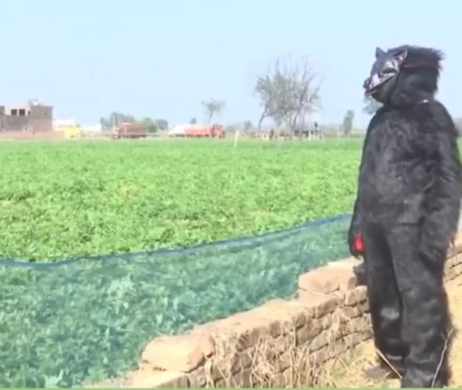 Yeti pojawił się na polu?! Ten film może szokować, wyjaśnienie cię zaskoczy