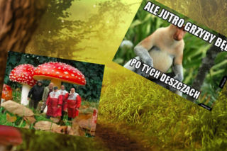 Grzyby 2022. Jedni dzielą sią mapami grzybów, a inni memami. Zobaczcie najlepsze MEMY o grzybobraniu!