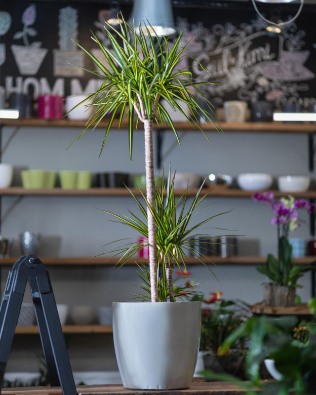 Dracena obrzeżona, Dracaena marginata