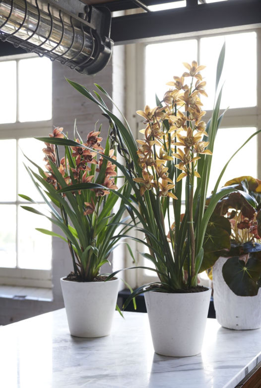 Cymbidium