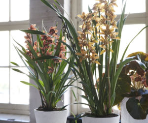 Cymbidium