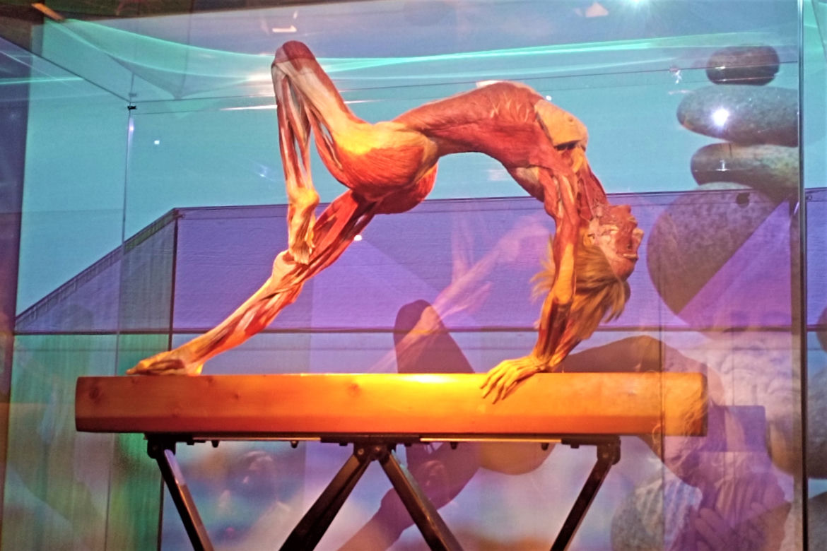 Wystawa Body Worlds w Szczecinie