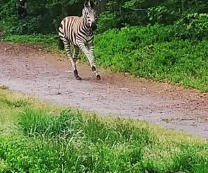 Zebra