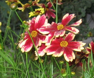 Nachyłek 'Ruby Frost'