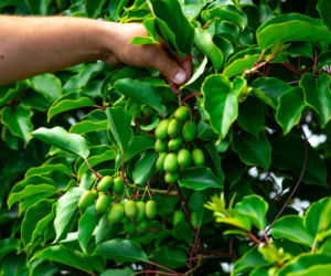 Planujesz sprzedaż działki ROD? Sprawdź, jak uniknąć pułapek podatkowych