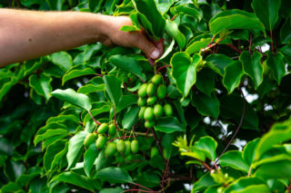 Planujesz sprzedaż działki ROD? Sprawdź, jak uniknąć pułapek podatkowych