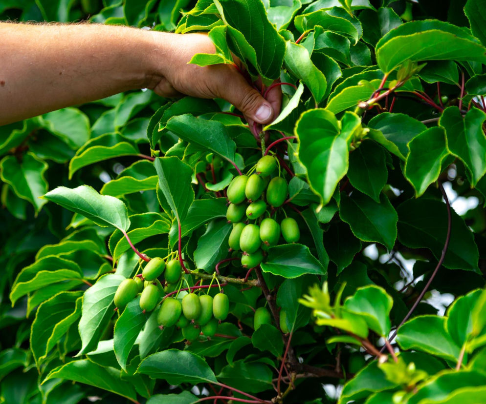 QUIZ działka ROD zakazy