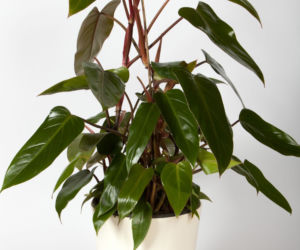 Filodendron czerwieniejący 