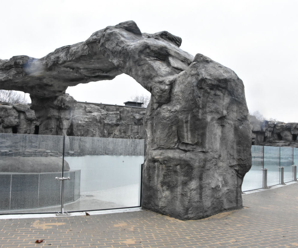 Pingwiny wracają do Śląskiego ZOO