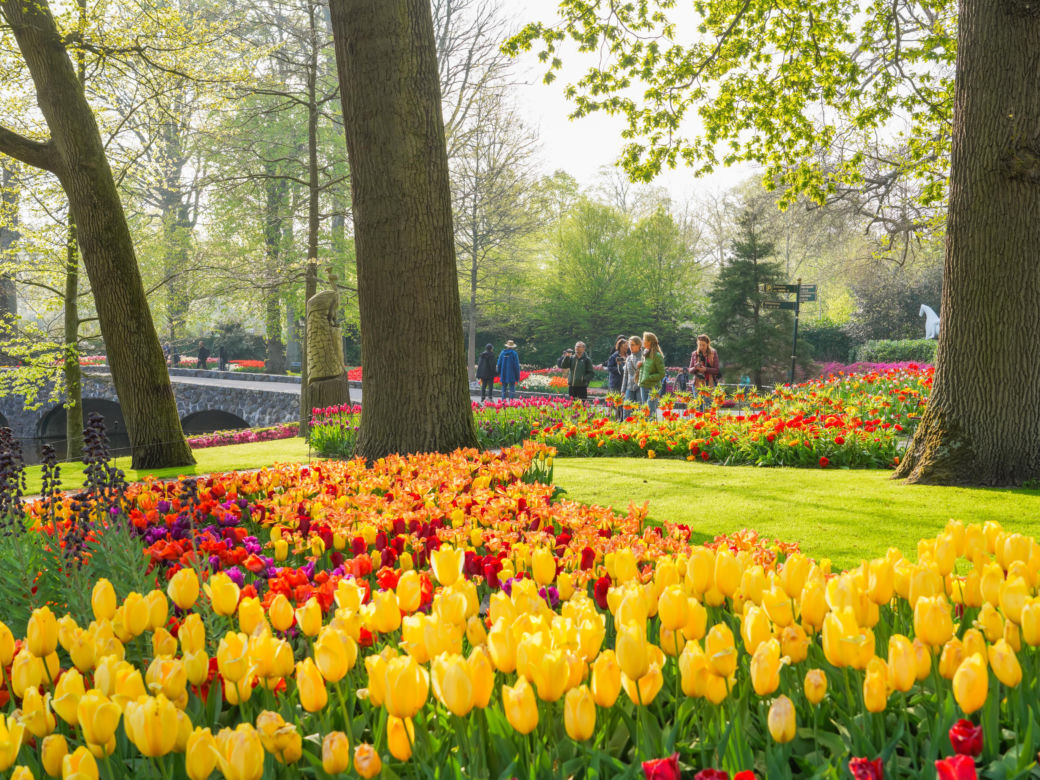 Ogród Keukenhof - tulipany