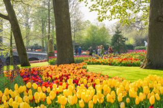 Ogród Keukenhof - tulipany