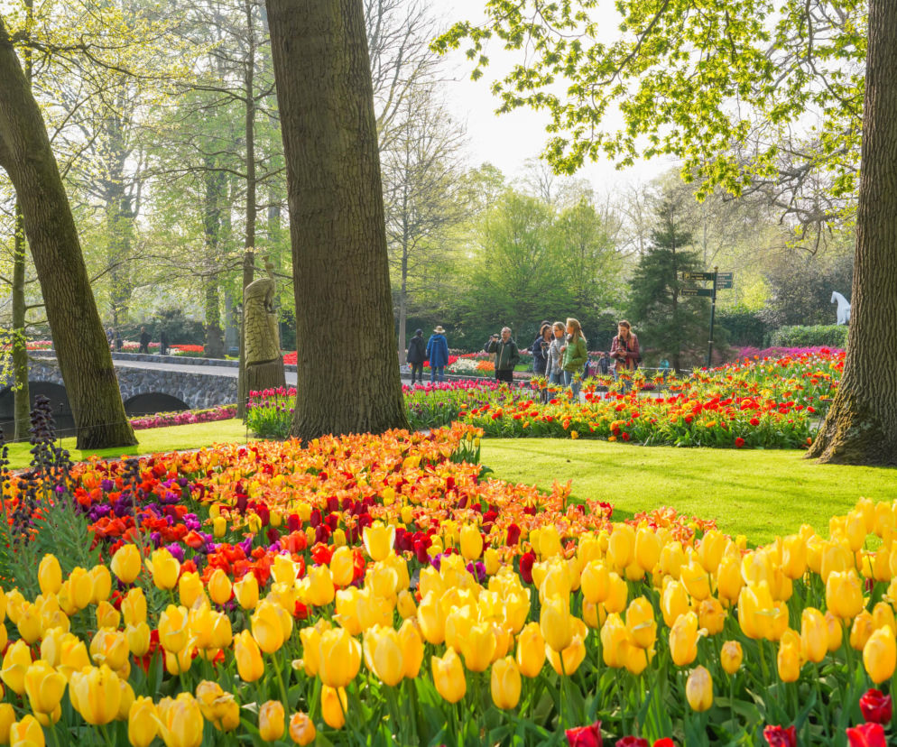 Ogród Keukenhof - tulipany