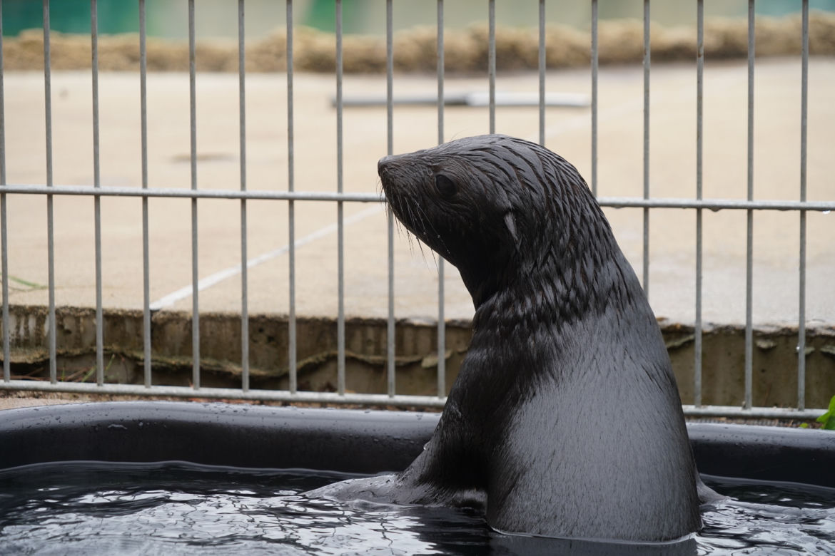 Najmłodszy kotik we wrocławskim zoo otrzymał imię Alfie
