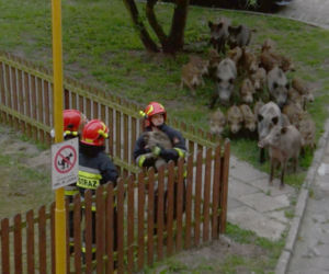 DZIKI ODWIEDZIŁY PLAC ZABAW - INTERWENIOWAŁA STRAŻ POŻARNA.