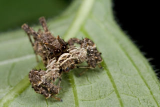 Portia labiata - pająk