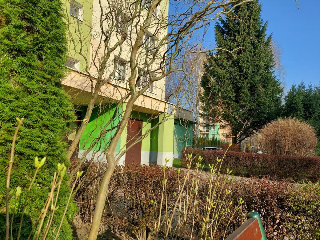 Wiosenne rośliny na zamojskich osiedlach