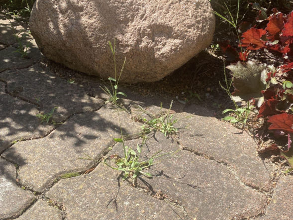 Zamiast do prania ręczników posyp tym kostkę brukową, a usuniesz z niej chwasty. Nie chodzi o sodę oczyszczoną. Chemik zdradza bezpieczny sposób na usuwanie chwastów z kostki brukowej