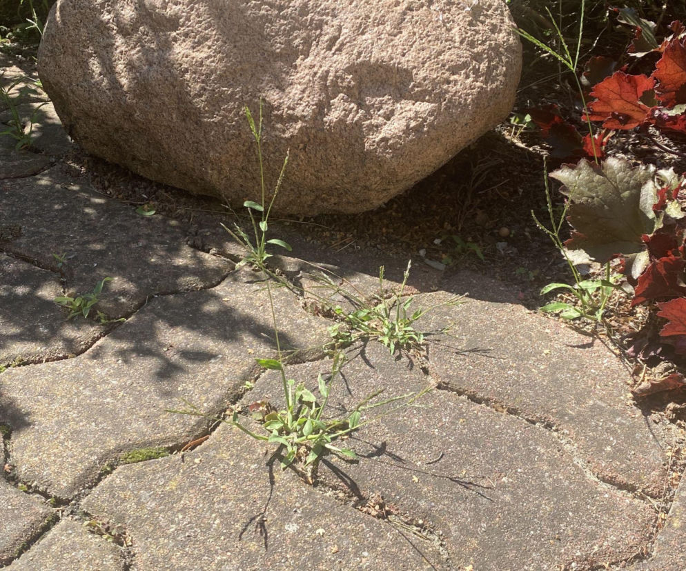 chwasty - domowe sposoby