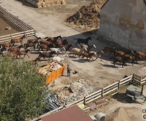Fundacja Centaurus błaga o pomoc