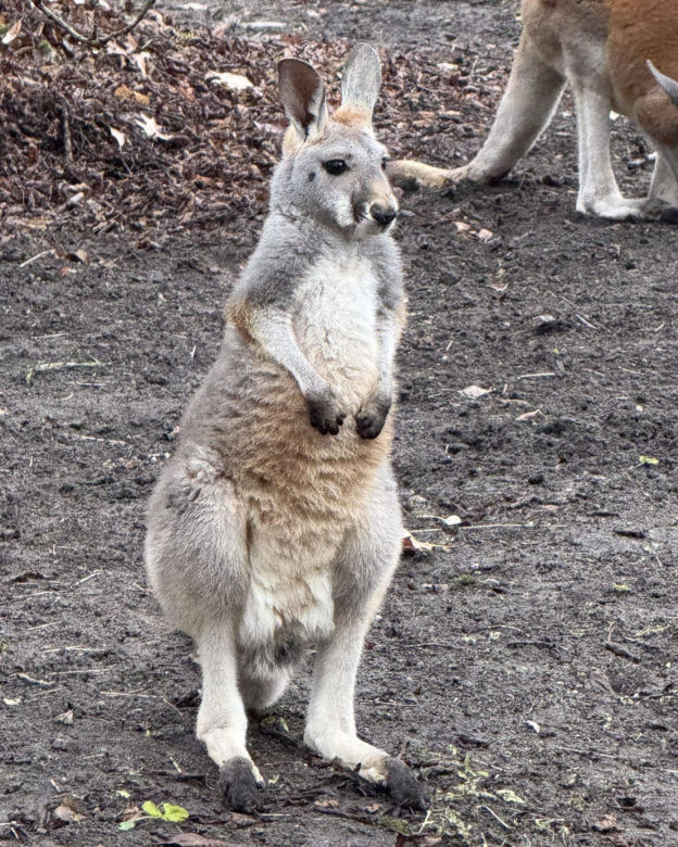 Kangury rude