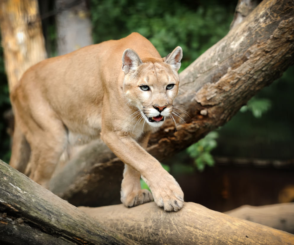 BIAŁORUSKA PUMA W POLSCE.