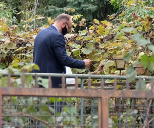 Winobranie u prezesa