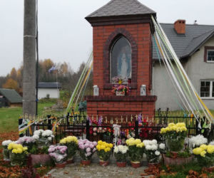 Wyjątkowo kolorowa jesień w Gminie Iława. Wszędzie chryzantemny!