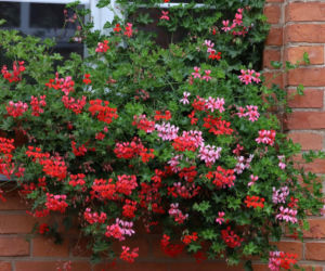 Sekrety pielęgnacji pelargonii bluszczolistnej! Sprawdź, jak o nią dbać!