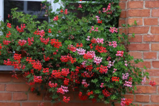 Sekrety pielęgnacji pelargonii bluszczolistnej! Sprawdź, jak o nią dbać!