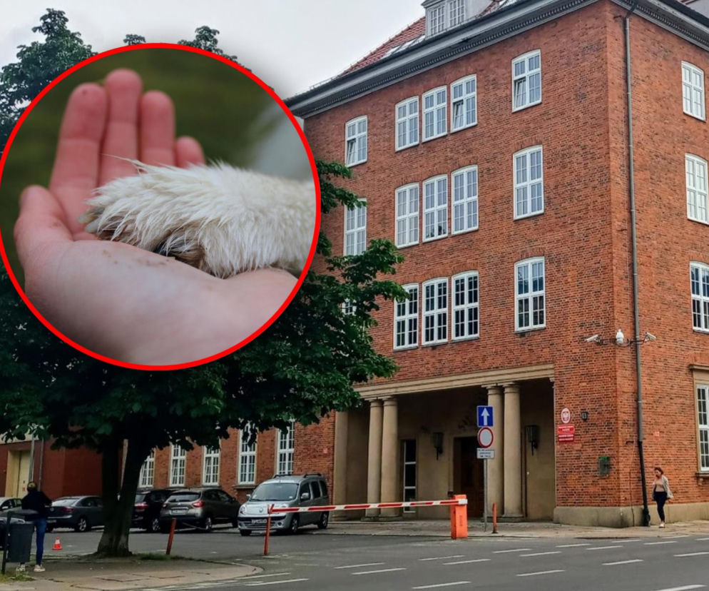 Mały york przywiązany do łóżka przez kilka dni wołał o pomoc. Właściciel i opiekunka usłyszeli zarzuty